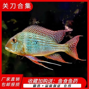 之前已經(jīng)養(yǎng)了的豬鼻龜怎么辦(以前買的豬鼻龜現(xiàn)在養(yǎng)和法嗎)