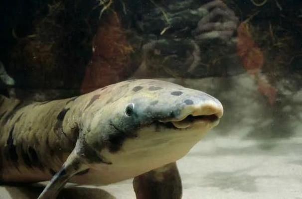 金龍魚混養疾病預防措施：金龍魚混養水質管理技巧