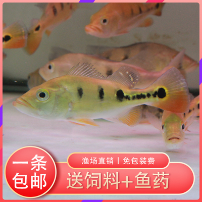 老魚匠加熱棒夜間模式設定取消(老魚匠加熱棒省電嗎)