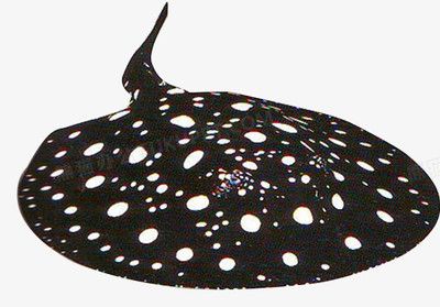 魟魚換完水一直往上竄：為什么[需手動(dòng)填充]魚換完水一直往上竄