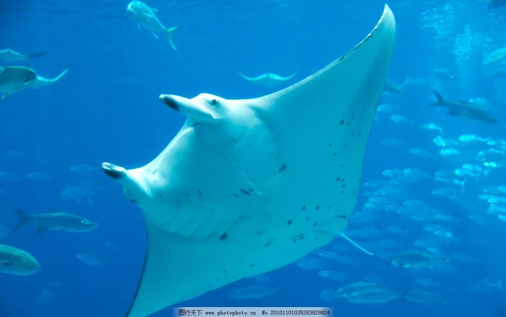 魟魚換完水一直往上竄：為什么[需手動(dòng)填充]魚換完水一直往上竄