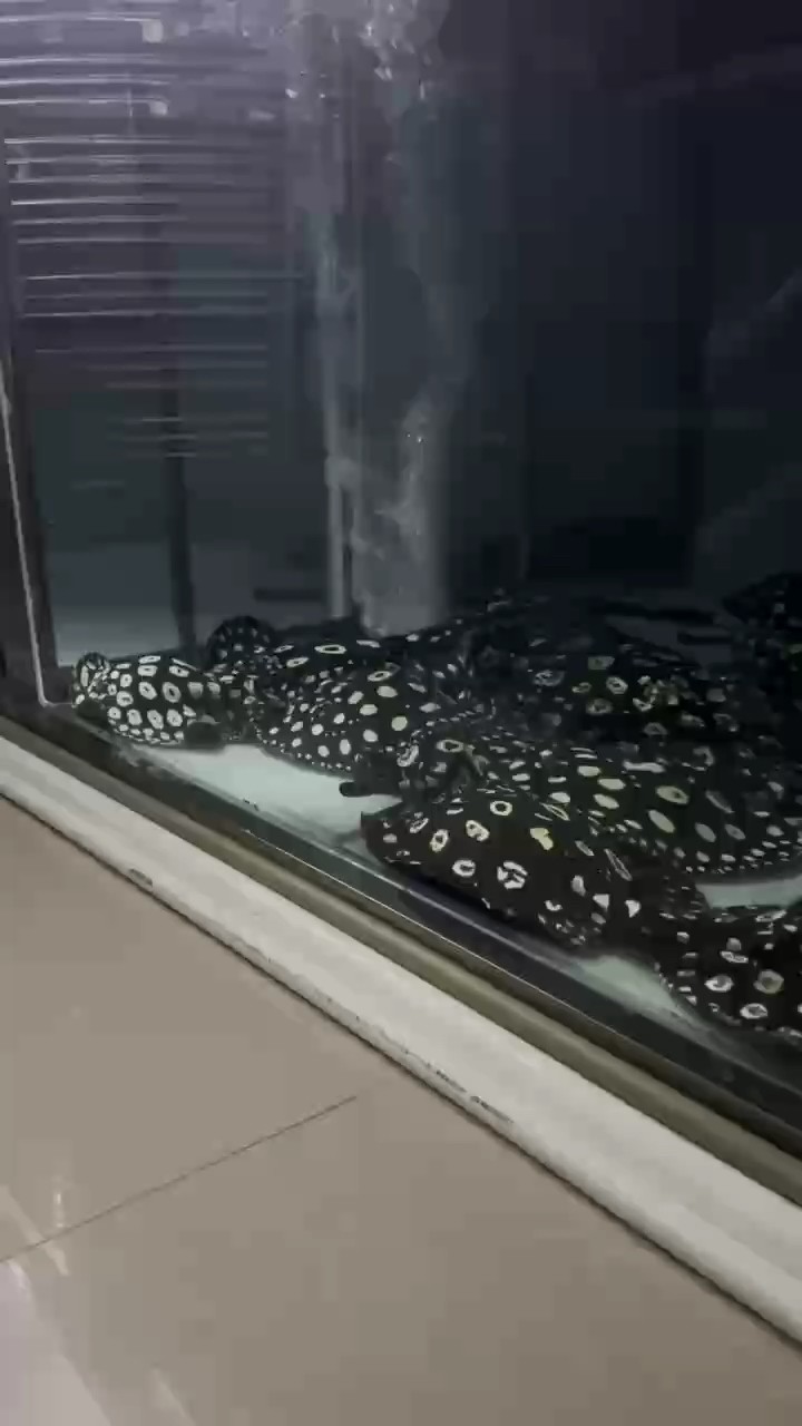 我的目標，超越養活，全力追求養出健康體魄