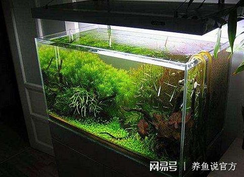 魚匠碳纖維加熱棒能否橫放？ 魚匠碳纖維加熱棒能否橫放？ 老魚匠 第1張