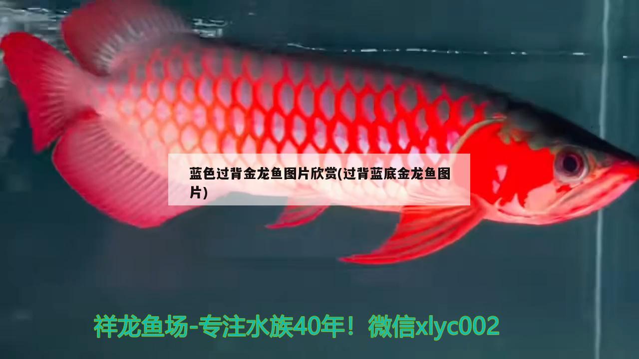 呈現，藍色過背金龍魚圖片大賞（含過背藍底金龍魚