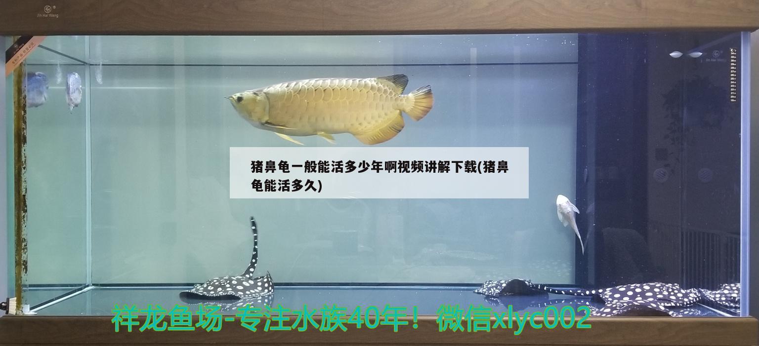 鼻龜壽命揭秘，能活多少年？