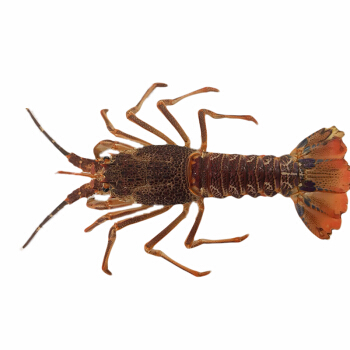 老魚匠E1(老魚匠E3) 老魚匠 第2張 老魚匠E1(老魚匠E3) 老魚匠E1(老魚匠E3) 老魚匠 第2張