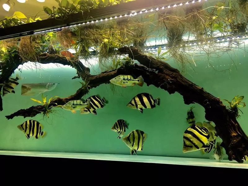 三紋印尼虎容易得白血病嗎【三紋印尼虎魚(yú)與白血病關(guān)聯(lián)性探究】