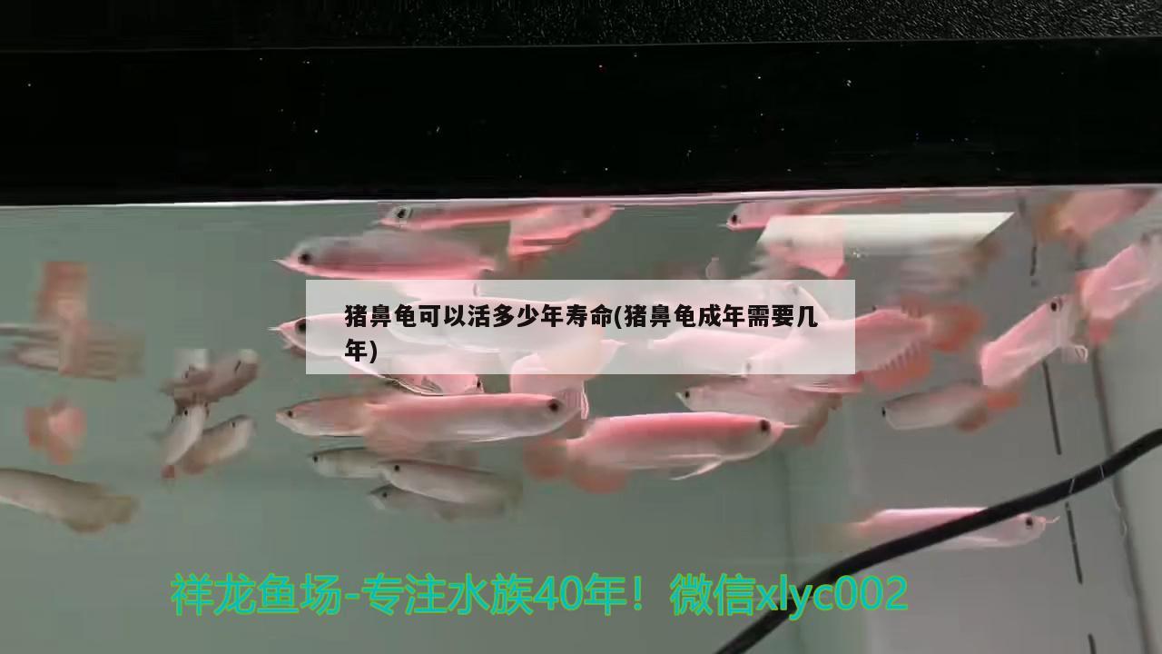 豬鼻龜可以活多少年壽命(豬鼻龜成年需要幾年)