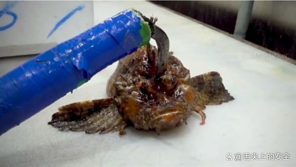 玫瑰魚可以吃嗎