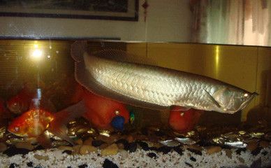 魟魚可以和銀龍魚混養嗎圖片：魟魚和銀龍魚可以在同一個水族箱中混養嗎