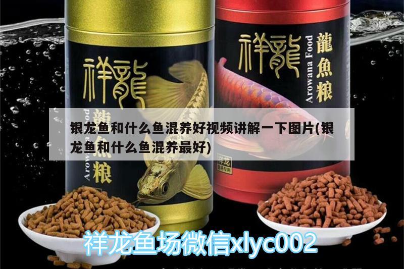 銀龍魚和什么魚混養(yǎng)好視頻講解一下圖片(銀龍魚和什么魚混養(yǎng)最好)