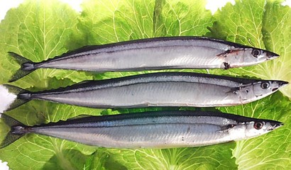 老魚匠說明書：為您帶來專業的漁具體驗 老魚匠說明書：為您帶來專業的漁具體驗 老魚匠 第1張