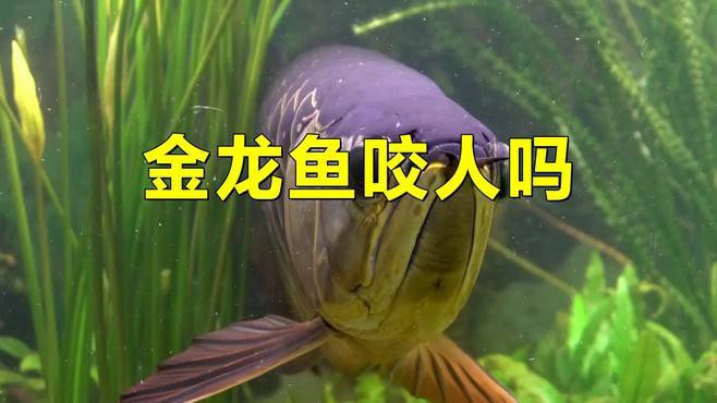 哪些情況下龍魚更容易咬人？，龍魚為什么會咬人？