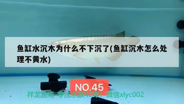 小型觀賞魚哪種好看 小型觀賞魚推薦