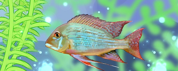 老魚匠氧氣泵和伊罕比(氧氣泵伊罕和老魚匠哪個(gè)好)