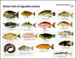 曼龍魚在哪些地區被列為毒魚？，曼龍魚并非普遍被視為“毒魚”但在部分地區因特定認知或誤解被貼上這一標簽