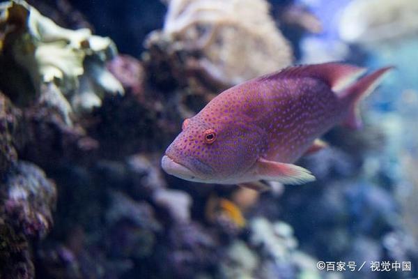 老魚匠加熱棒e5報(bào)警(老魚匠加熱棒顯示er是什么意思) 老魚匠 第2張 老魚匠加熱棒e5報(bào)警(老魚匠加熱棒顯示er是什么意思) 老魚匠加熱棒e5報(bào)警(老魚匠加熱棒顯示er是什么意思) 老魚匠 第2張
