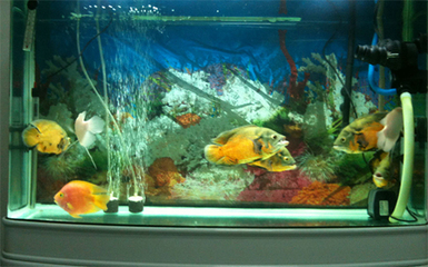 銀龍魚(yú)貴嗎(銀龍魚(yú)貴嗎?) 銀龍魚(yú)百科 第2張 銀龍魚(yú)貴嗎(銀龍魚(yú)貴嗎?) 銀龍魚(yú)貴嗎(銀龍魚(yú)貴嗎?) 銀龍魚(yú)百科 第2張