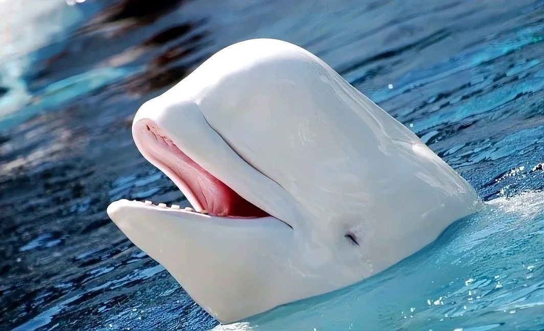 母海豚的生殖圖片欣賞，公海豚和母海豚是怎么交配繁殖的科學家:它們很變態