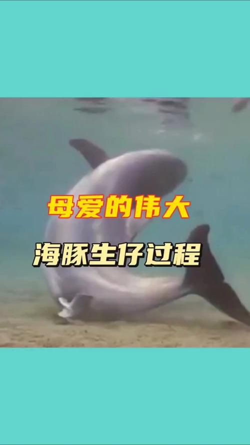 母海豚的生殖圖片欣賞，公海豚和母海豚是怎么交配繁殖的科學家:它們很變態
