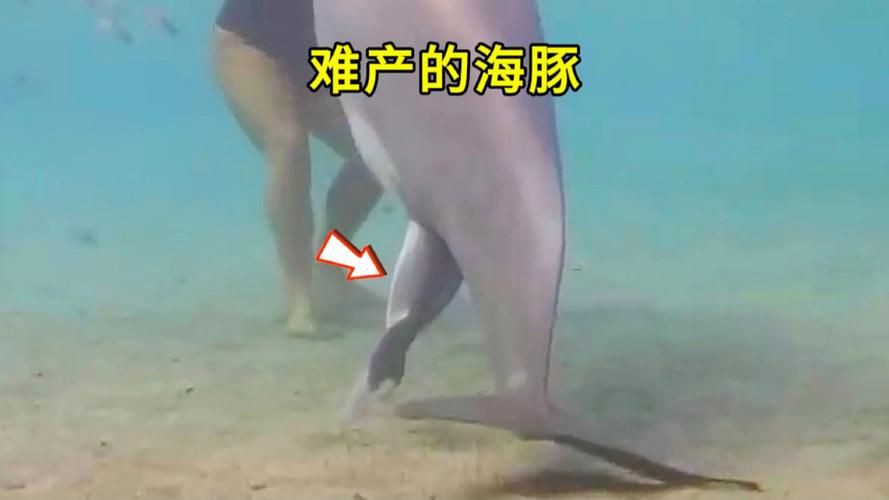 母海豚的生殖圖片欣賞，公海豚和母海豚是怎么交配繁殖的科學家:它們很變態