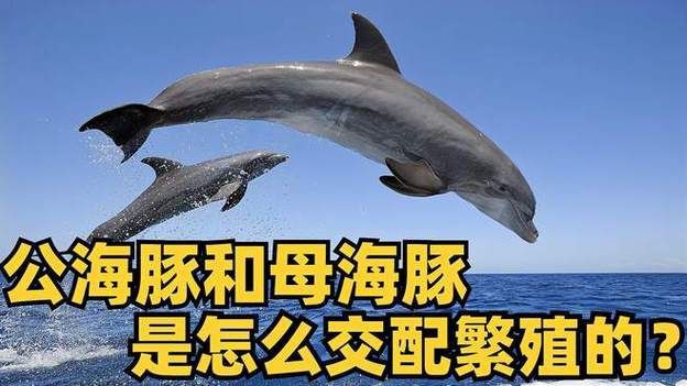 母海豚的生殖圖片欣賞，公海豚和母海豚是怎么交配繁殖的科學家:它們很變態