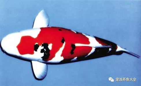 金魚缸圖片大全，打造夢幻水族世界的靈感指南