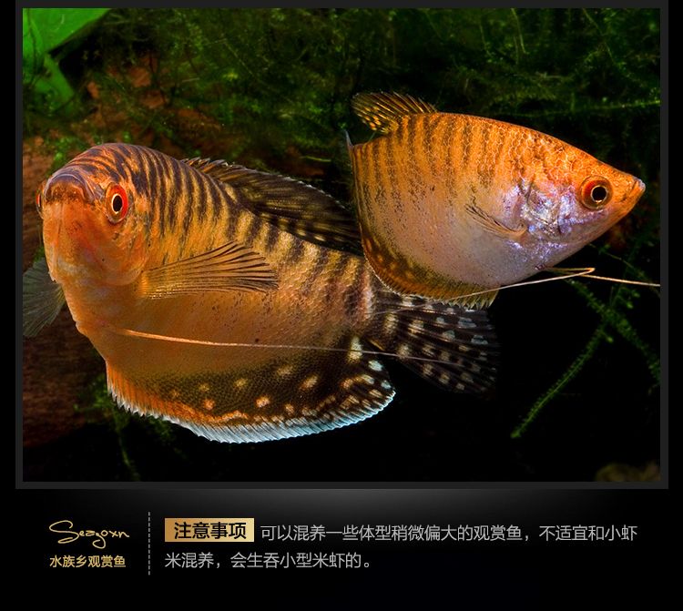 龍魚吃曼龍魚嗎：曼龍魚與龍魚的混養情況,
