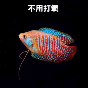 龍魚吃曼龍魚嗎：曼龍魚與龍魚的混養情況,