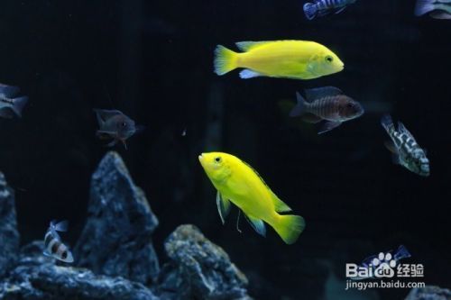 銀龍魚喜歡開燈還是不開燈好養(yǎng)活呢(銀龍魚喜歡開燈還是不開燈好養(yǎng)活呢)