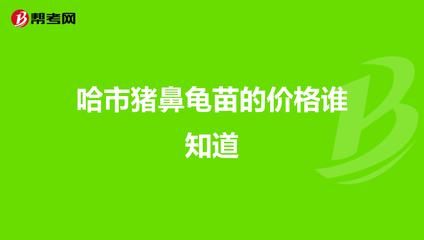 豬鼻龜苗多少錢一只：養(yǎng)殖豬鼻龜苗需要考慮哪些因素