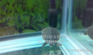 豬鼻龜苗多少錢一只：養(yǎng)殖豬鼻龜苗需要考慮哪些因素