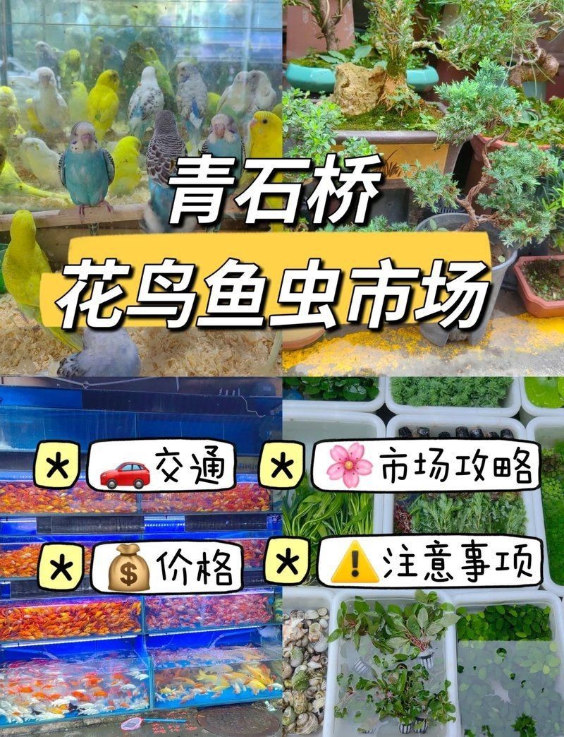 成都魚缸批發市場，成都哪有賣魚缸的，魚缸批發市場在哪里