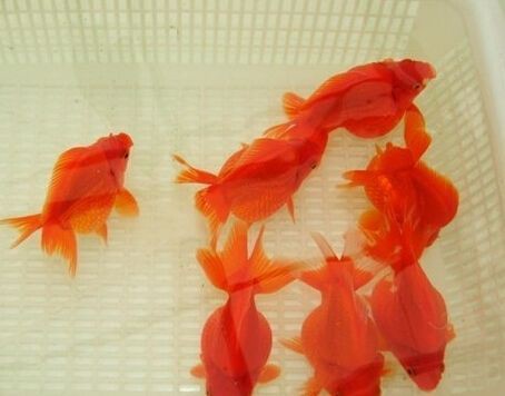 成都魚缸批發市場，成都哪有賣魚缸的，魚缸批發市場在哪里