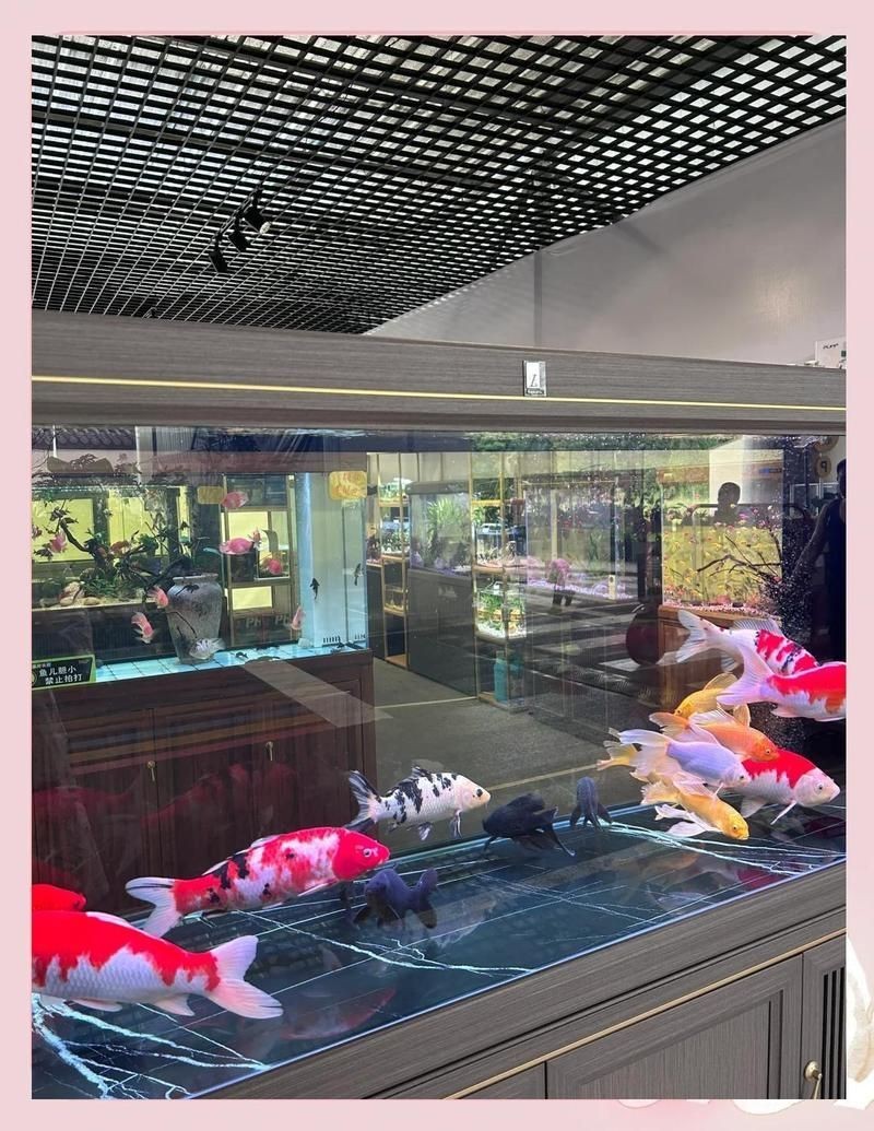 成都魚缸批發市場，成都哪有賣魚缸的，魚缸批發市場在哪里