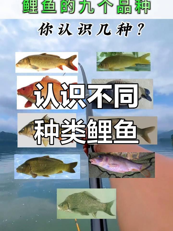 鯉魚哪個(gè)品種最好，《鯉魚哪個(gè)品種最好》在眾多鯉魚品種中判定哪個(gè)最好