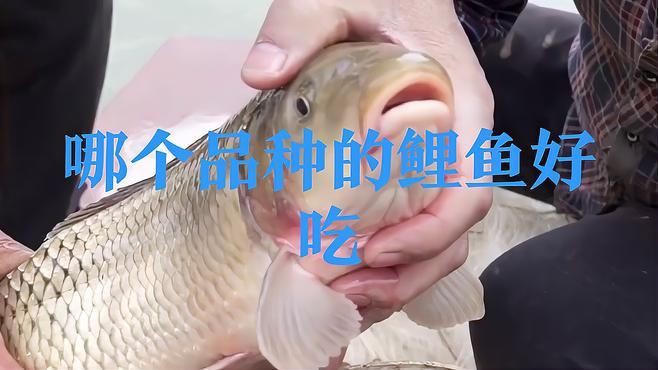 鯉魚哪個(gè)品種最好，《鯉魚哪個(gè)品種最好》在眾多鯉魚品種中判定哪個(gè)最好