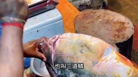 鯉魚哪個(gè)品種最好，《鯉魚哪個(gè)品種最好》在眾多鯉魚品種中判定哪個(gè)最好