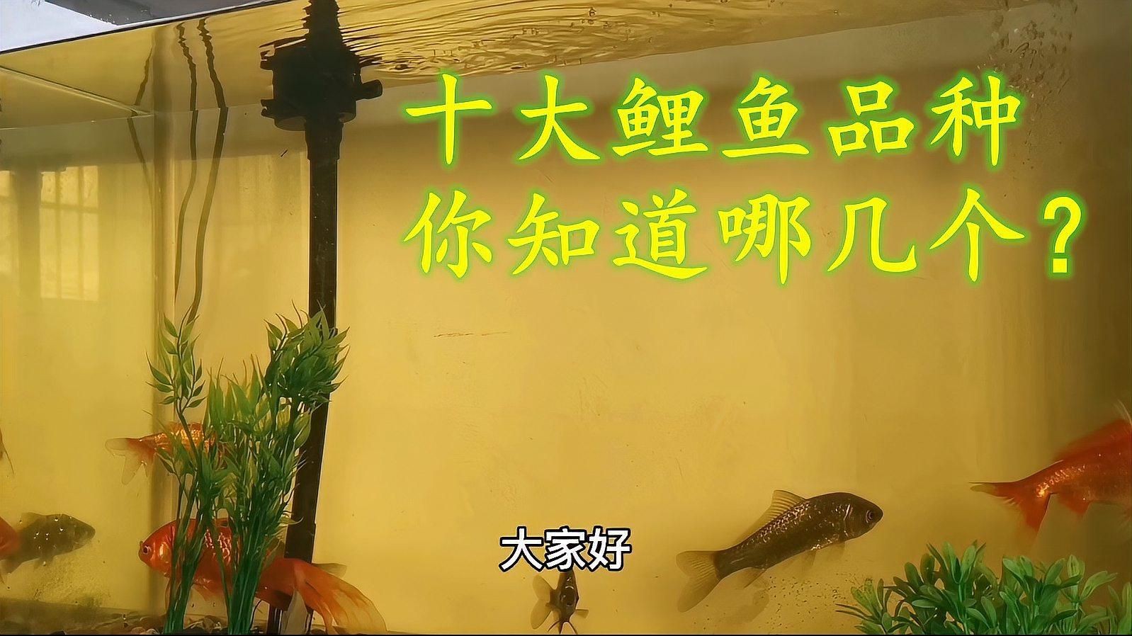 鯉魚哪個(gè)品種最好，《鯉魚哪個(gè)品種最好》在眾多鯉魚品種中判定哪個(gè)最好