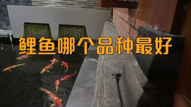 鯉魚哪個(gè)品種最好，《鯉魚哪個(gè)品種最好》在眾多鯉魚品種中判定哪個(gè)最好