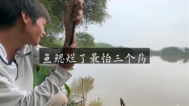 有哪些藥物可以有效治療魚鰓爛？，魚鰓爛了怎么辦