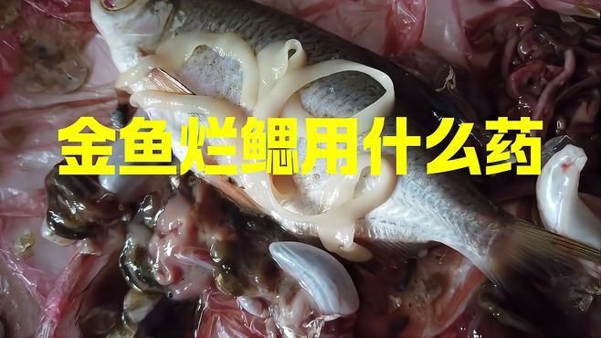 有哪些藥物可以有效治療魚鰓爛？，魚鰓爛了怎么辦