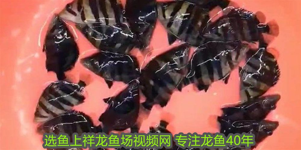 以前買的豬鼻龜能繼續養嗎怎么養(以前買的豬鼻龜能繼續養嗎怎么養活)