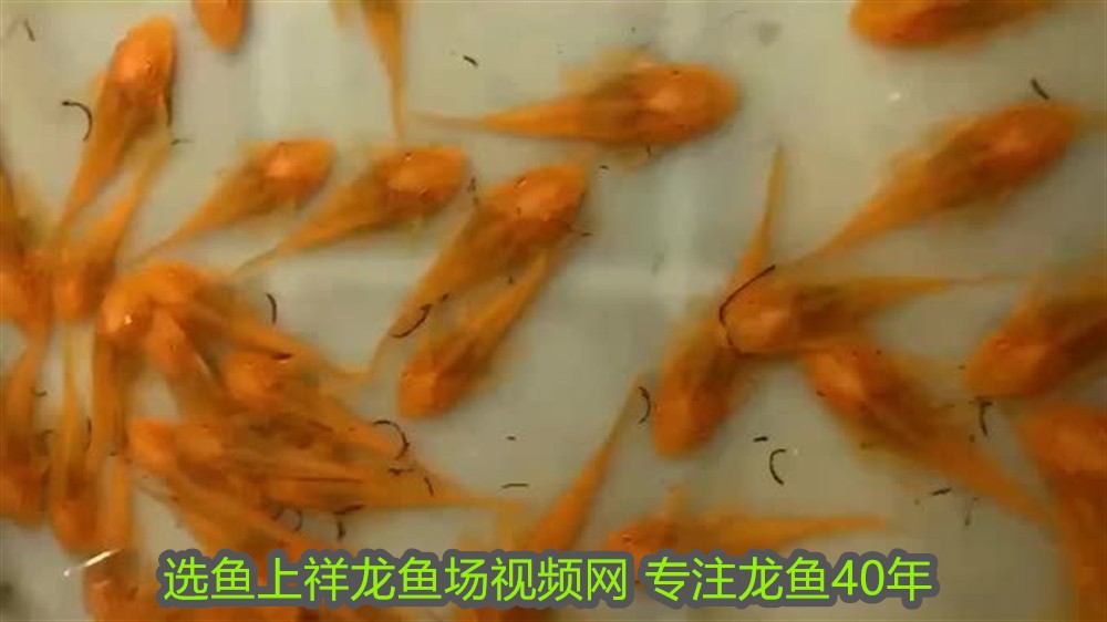 玉石金龍魚擺設怎么擺放圖片