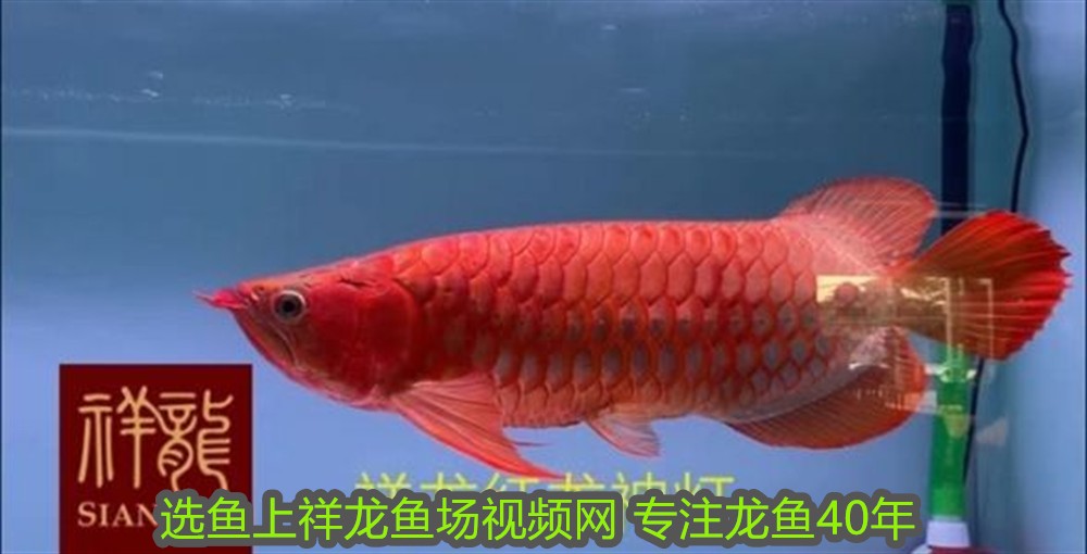 紅龍魚的智商高不高：關于紅龍魚的智商高低，我們無法給出一個明確的答案