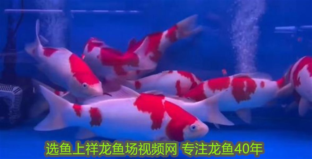 武吉美拉龍魚沒珠之謎,傳奇背后的真相與啟示,武吉美拉龍魚無珠之謎,揭秘傳奇背后的真相與啟示 龍魚百科 第2張 武吉美拉龍魚沒珠之謎,傳奇背后的真相與啟示,武吉美拉龍魚無珠之謎,揭秘傳奇背后的真相與啟示 武吉美拉龍魚沒珠之謎,傳奇背后的真相與啟示,武吉美拉龍魚無珠之謎,揭秘傳奇背后的真相與啟示 龍魚百科 第2張