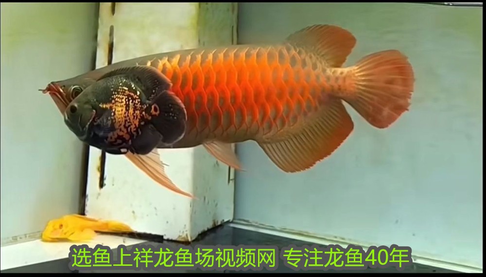 虎魚眼睛外蒙凸出來了：治療虎魚眼睛外蒙凸出來的問題需要綜合采取換水、升溫、下鹽治療