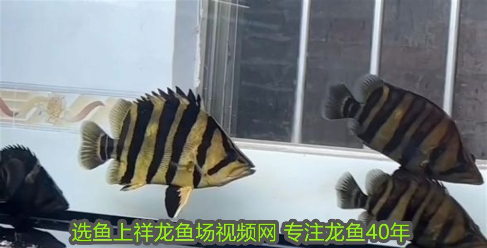 屬龍的養(yǎng)幾條魚好？風(fēng)水魚數(shù)量與龍年運勢解析，屬龍人養(yǎng)魚風(fēng)水指南，幾條魚最能旺龍年運勢？