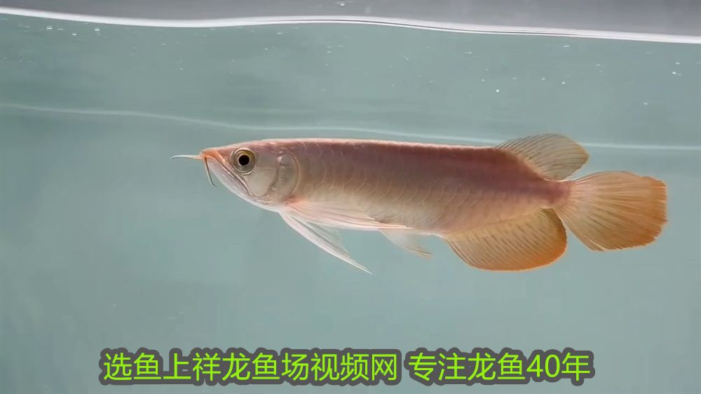 家中一般養幾條金魚為宜？科學養魚指南，家中養金魚的最佳數量，科學建議與飼養指南