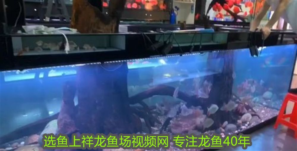 紅龍魚多大算成魚了：紅龍魚的成魚標準